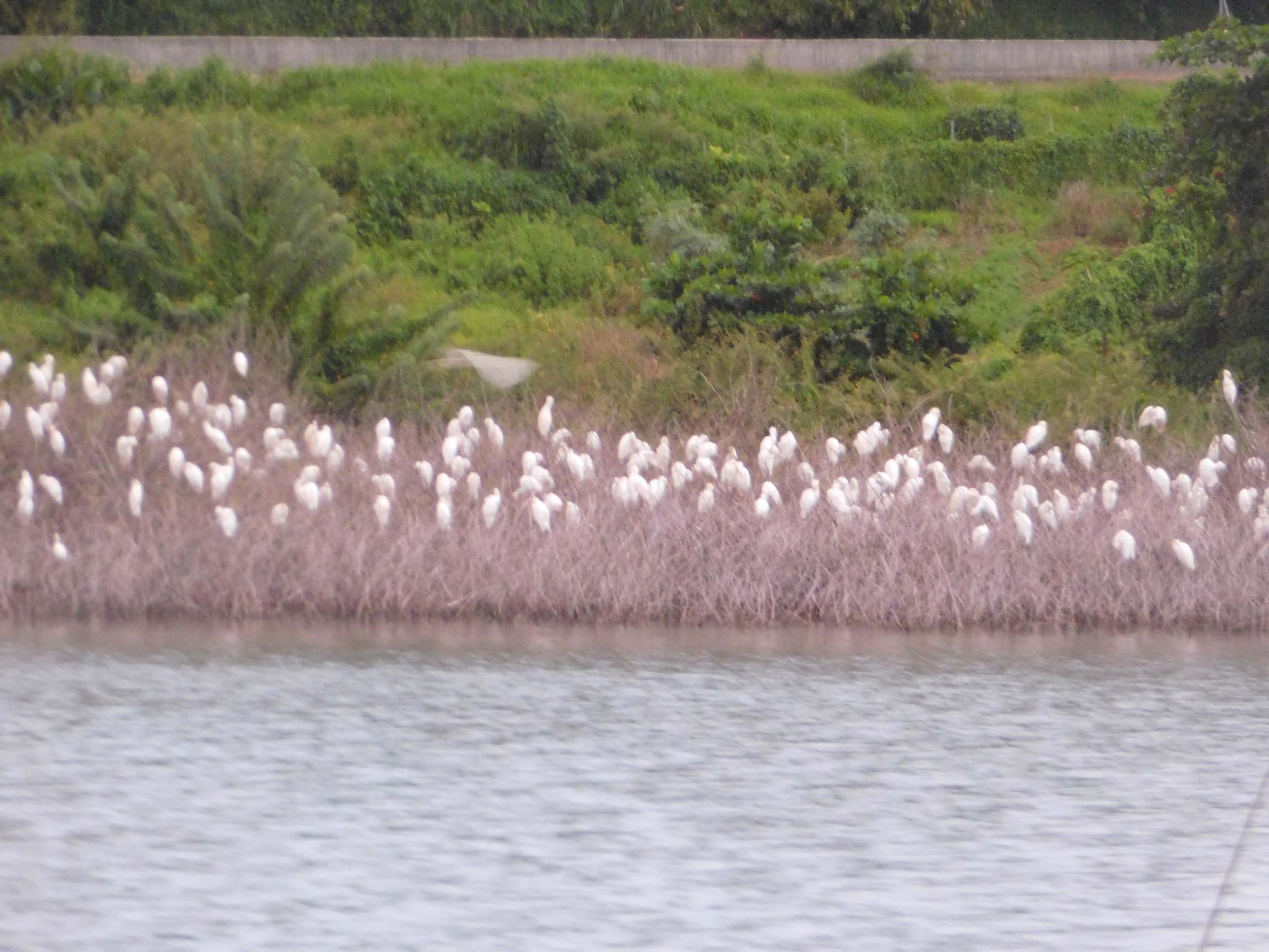 Barrage La Manzo Martinique