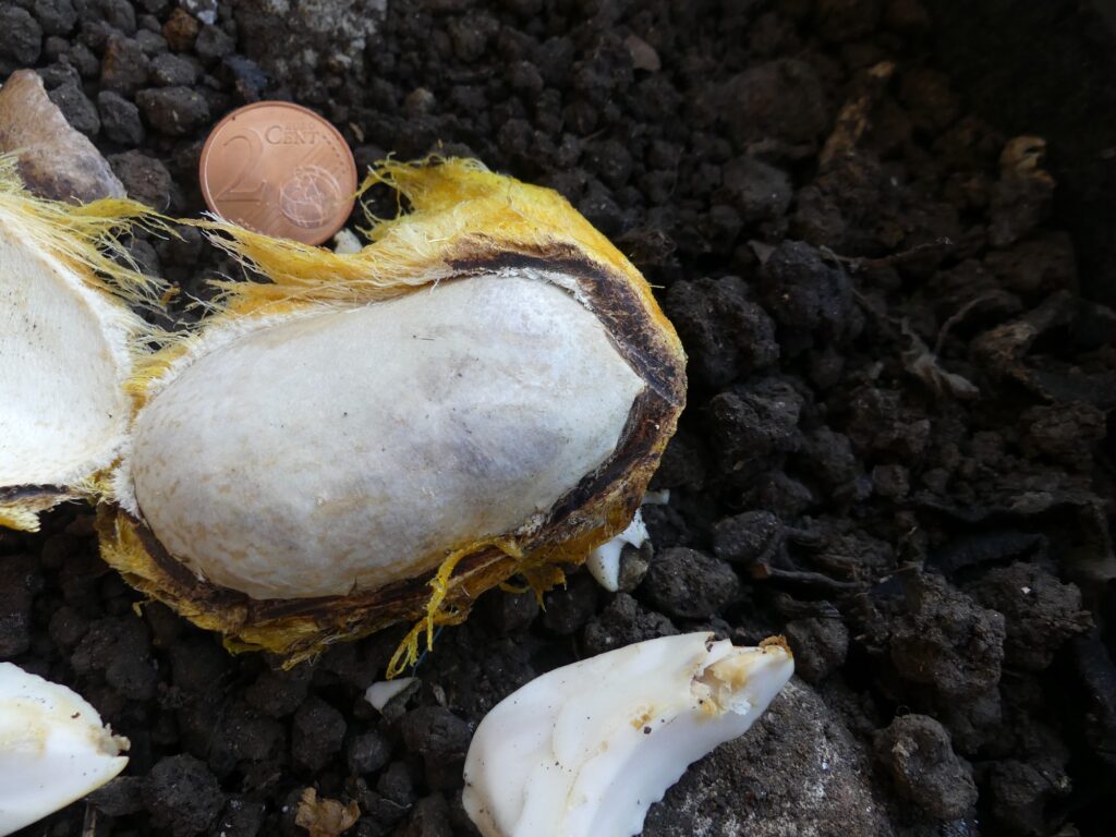 Gros noyau aplati du mangot Bassignac