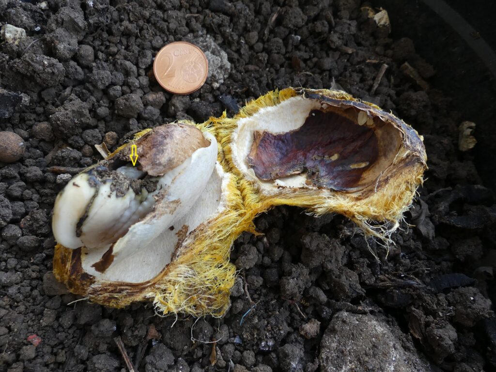 La nymphe blanche et immobile