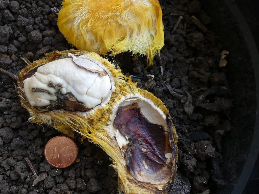 Un noyau gros et aplati à graine unique