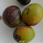 Mangues ou mangots Bassignac Martinique