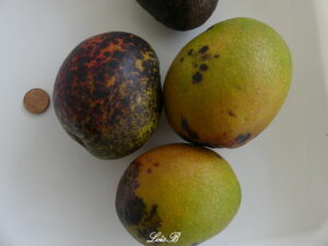 Mangues ou mangots Bassignac Martinique