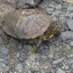 Tortue à oreilles rouges