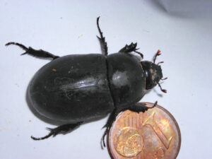 L' Escarbot des Antilles