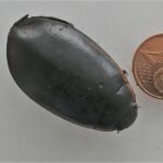 Le Grand Dytique Martinique