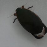 Le Grand Dytique de l'île de la Martinique