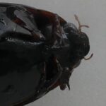 Le Grand Dytique Vue ventrale