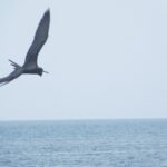 La Frégate superbe Le Carbet Martinique