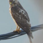 La petite buse ou Malfini ou Mangé poulè