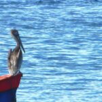 Le Pélican brun Martinique