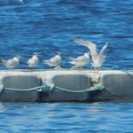 La Sterne royale Le carbet Martinique